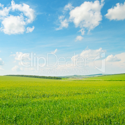 green wheat field and blue cloudy sky