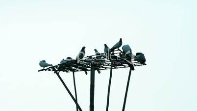 Dove Or Pigeons are on the bamboo tower