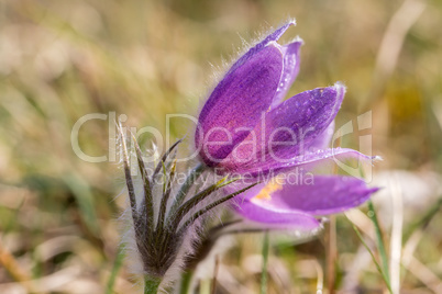 Purple pasque flowers in springtime