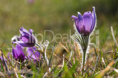 Purple pasque flowers