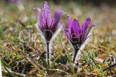 Purple pasque flowers