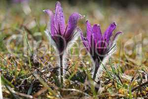 Purple pasque flowers