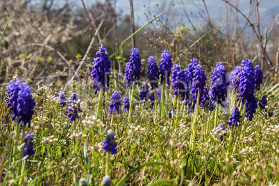 Blue grape hyacinths