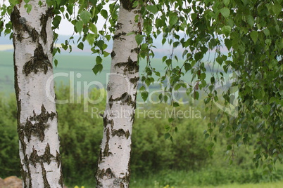 Two birch trees