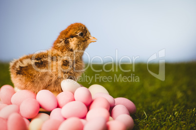 Stuffed chick with easter eggs