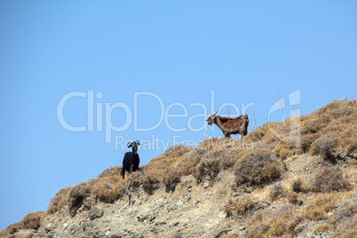 Goats on the island of Kos / Greek island in Aegean sea.
