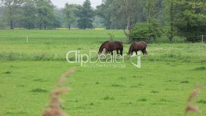 horses grazing in the field