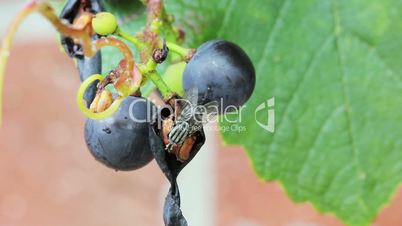 fly on a wine leaf