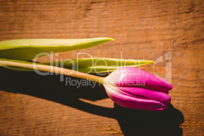 Pink tulip on wooden table