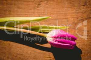 Pink tulip on wooden table