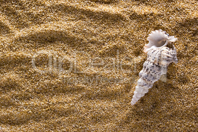 Seashell on a background of sand