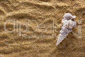 Seashell on a background of sand