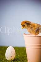 Stuffed chick in pink bucket