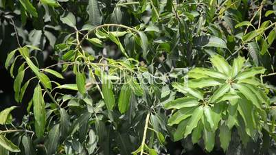 Mango tree