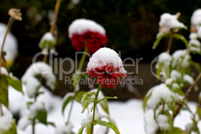 Dahlias in the snow