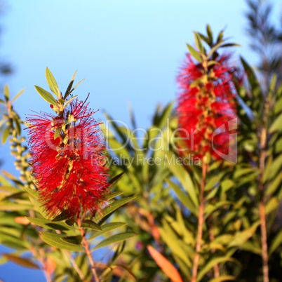 Bottlebrush Callistemon