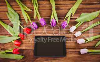 Tulips forming frame around tablet