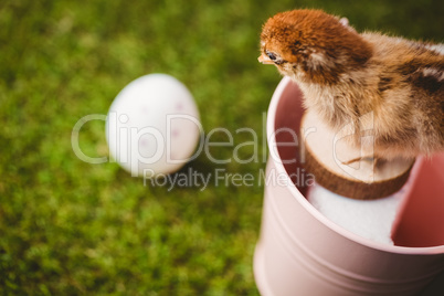 Stuffed chick in pink bucket
