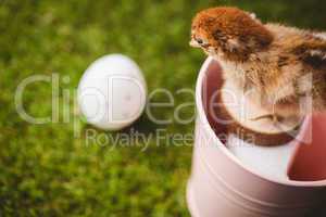 Stuffed chick in pink bucket