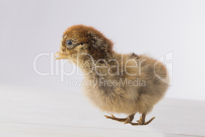 Stuffed chick