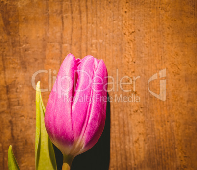 Pink tulip on wooden table