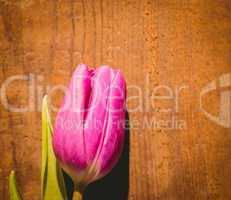 Pink tulip on wooden table