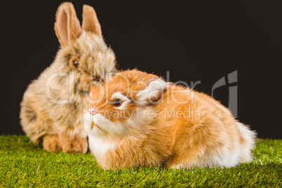 Ginger bunny rabbit