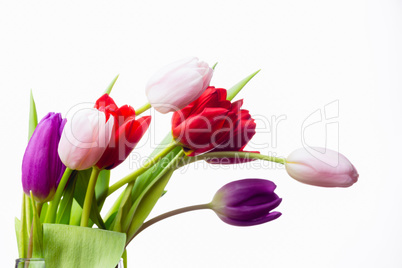 Bunch of tulips and white card