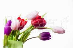 Bunch of tulips and white card