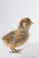 Stuffed chick