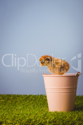 Stuffed chick in pink bucket