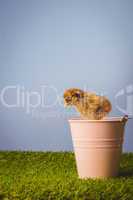 Stuffed chick in pink bucket