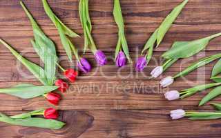 Tulips forming frame