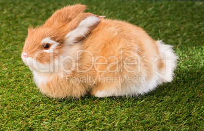 Ginger bunny rabbit