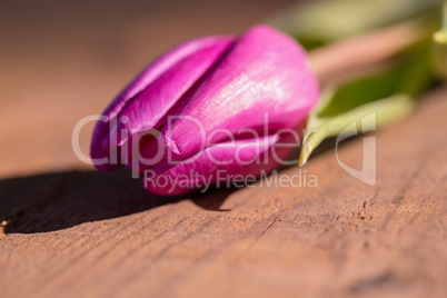 Pink tulip on wooden table