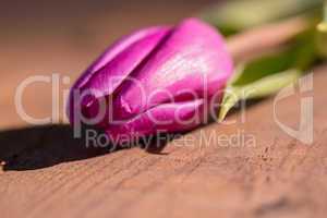 Pink tulip on wooden table