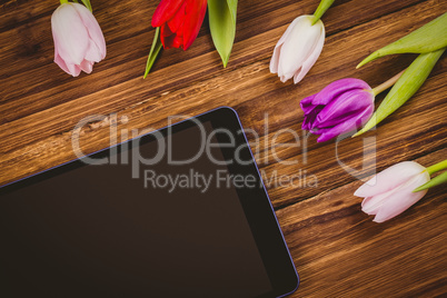 Tulips forming frame around tablet