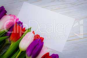 Colorful tulips and white card