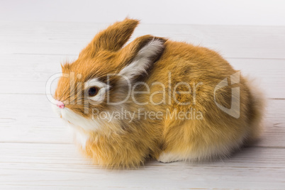 Ginger bunny rabbit