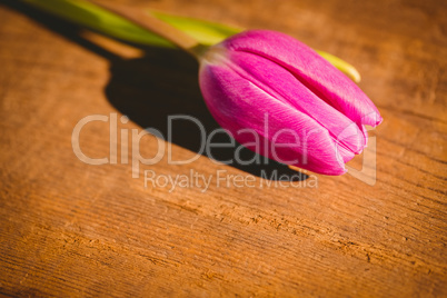 Pink tulip on wooden table