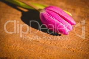 Pink tulip on wooden table