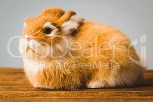 Ginger bunny rabbit