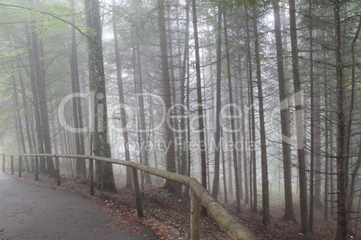 Thick fog in autumn forest