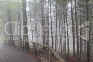 Thick fog in autumn forest