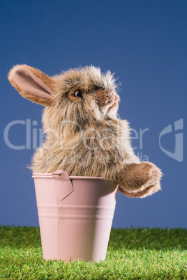 Bunny rabbit in pink bucket