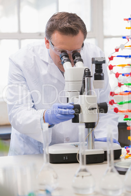 Scientist analysing petri dish with the microscope