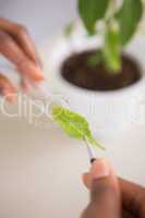 Scientist looking at sprouts in test tube