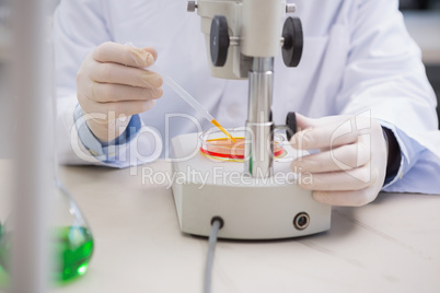 Scientist examining petri dish with microscope