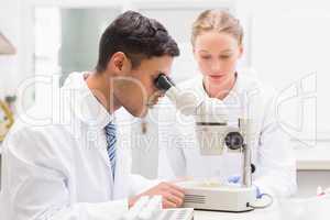 Scientists observing petri dish with microscope