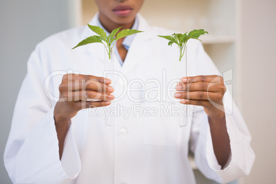 Scientist looking at sprouts in test tube